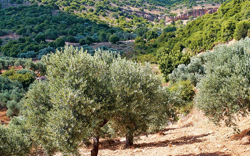 olivetree.jpg